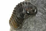 Mrakibina Trilobite With Austerops & Morocops - Mrakib, Morocco #311511-6